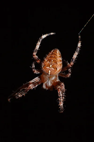 Коричневый паук — стоковое фото