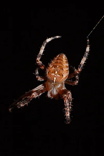 Braune Spinne — Stockfoto