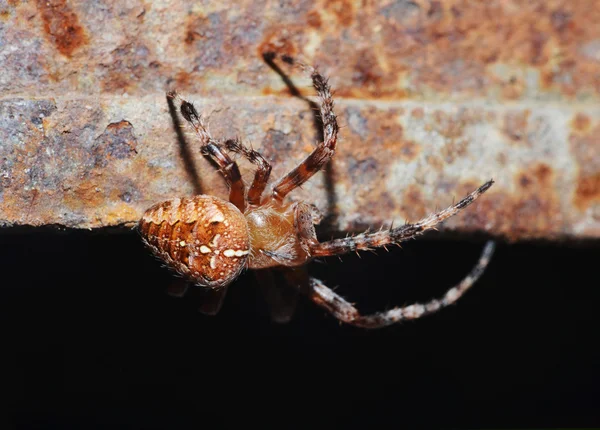 Bruine spider — Stockfoto