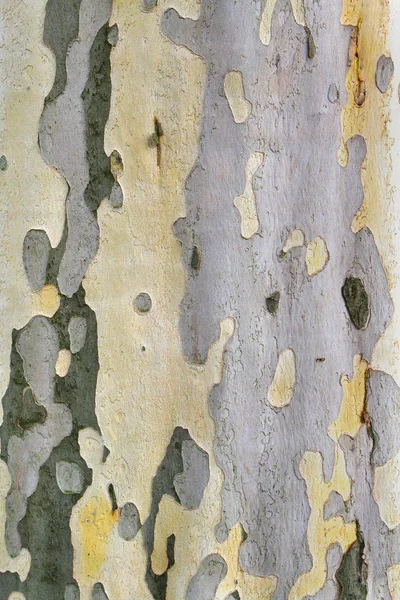 Textura de madeira — Fotografia de Stock