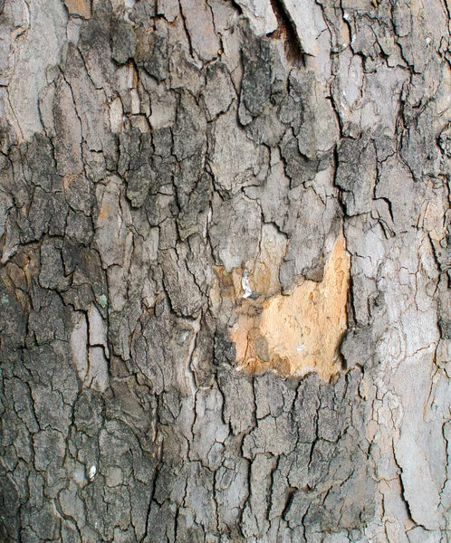 Trästruktur — Stockfoto