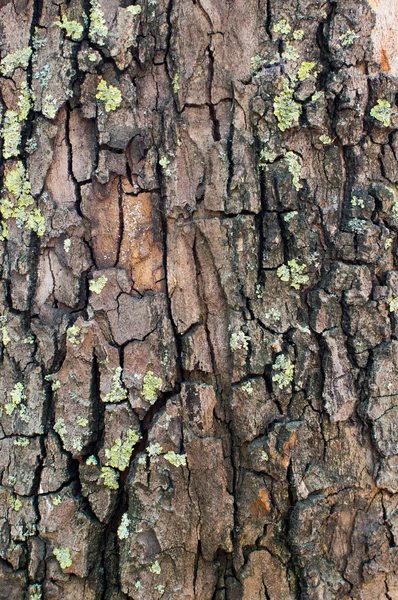 Wood texture — Stock Photo, Image