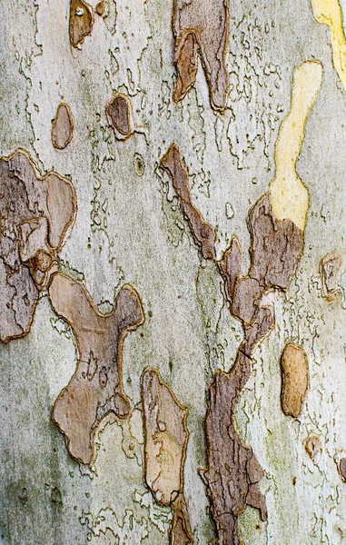 Textura de madeira — Fotografia de Stock