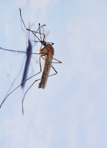 Sivrisinek portre — Stok fotoğraf