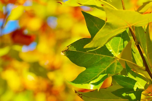 Foglia d'acero — Foto Stock