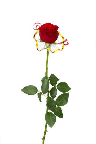 Single beautiful red rose — Stock Photo, Image