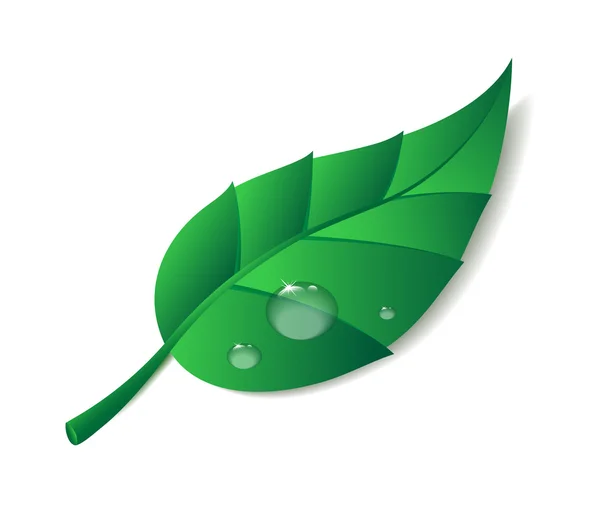 Vector illustration of green leaf with drops — Stock Vector