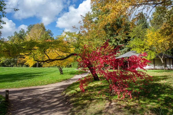 Καταπληκτικό Ιαπωνικό Κήπο Στη Μόσχα Φθινόπωρο Κόκκινα Και Πορτοκαλί Φύλλα — Φωτογραφία Αρχείου