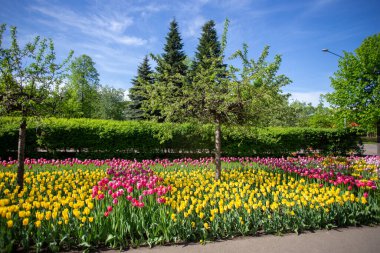Gorky Park 'ta muhteşem pembe ve sarı laleler - Muhteşem Mayıs! (Moskova Merkez Parkı) - Muhteşem Mayıs!