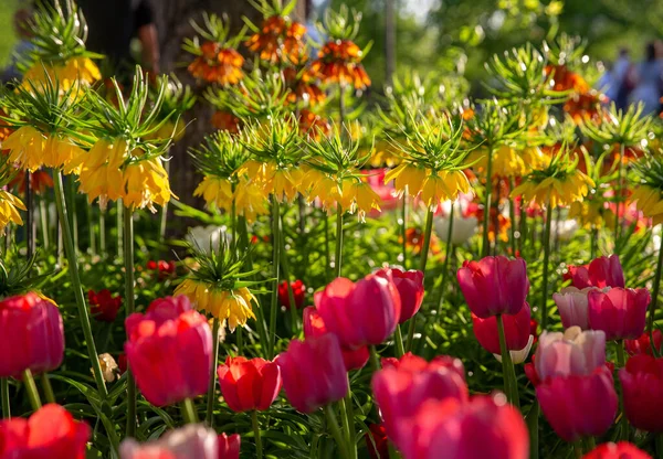 Amarillo Avellana Grouse Plants Pink Tulips Gorky Park May También — Foto de Stock