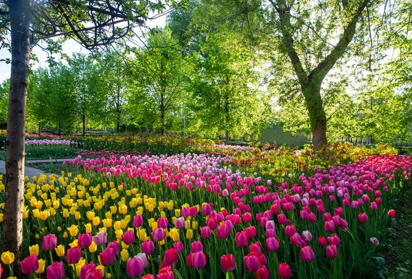 Tolle Rosa Und Gelbe Tulpen Gorki Park Toller Mai Zentralpark — Stockfoto