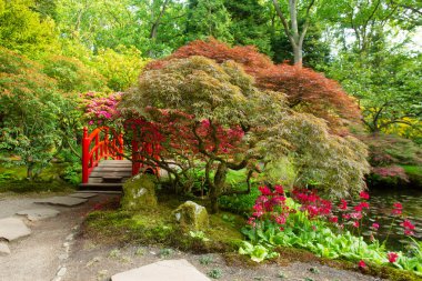 Amazing Japanese maple or palm-shaped maple and red  decorative bridge in japanese garden in the Hague in May . ( garden opened only 3 weeks  in May-June and then in autumn ) clipart