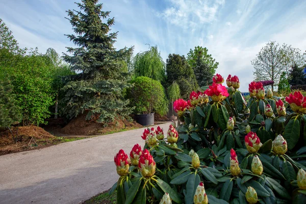 Fantastisk Röd Rhododendron Buske Och Vördnadsfull Gran Och Andra Träd — Stockfoto