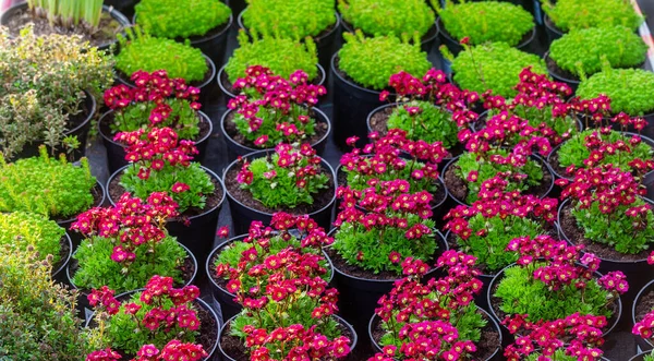 Amazing Potted Roxo Saxifrage Arendsii Maio Junho Viveiro Típico Planta — Fotografia de Stock