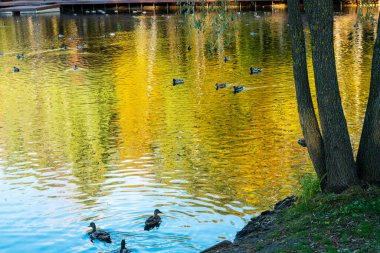  Göl suyundaki yansımada Autumnn 'un sarı yaprakları - arka planda. Ördekler suda. Claud Monet tarzında renkli fotoğraf