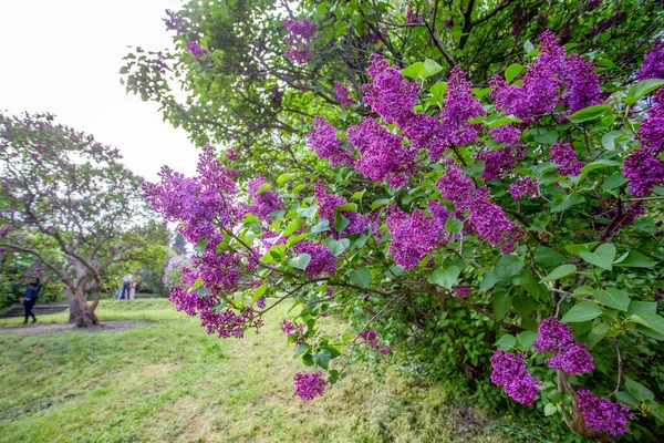 Lirios Florecientes Jardín Botánico Grishko Kiev Color Púrpura Lila Flor — Foto de Stock