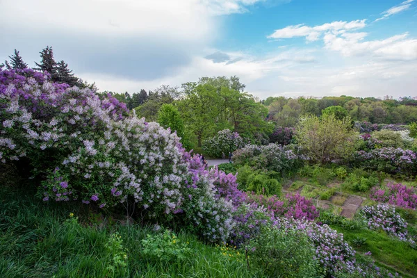 Mayo Fantástico Panorama Floración Lila Kiev Primavera Hojas Verdes Los — Foto de Stock