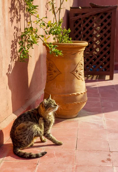 Increíble Gato Gris Disfrutar Del Sol Mañana Techo Del Hotel — Foto de Stock