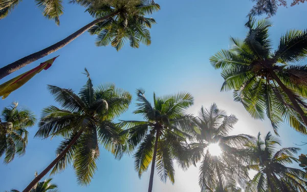 Idyllic South India Photo Low Angle View Coconut Palm Tree — Stock Photo, Image