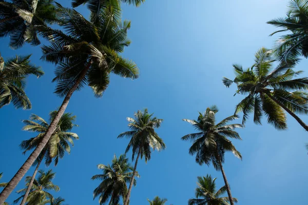 Paradise View Tall Coconut Trees Sunny Blue Sky February South — Stock Photo, Image