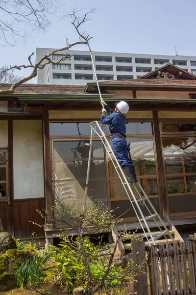 2015 Tokio Japonsko Zahradnice Řezání Větví Parku Koshikawa Korakuen — Stock fotografie