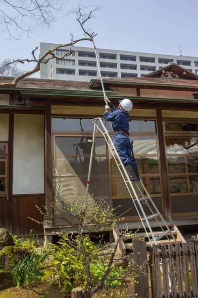 2015 Tokio Japonsko Zahradnice Helmě Řezání Větví Parku Koshikawa Korakuen — Stock fotografie