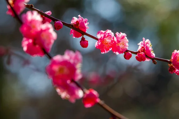 Удивительная Макрофотогрампахия Розовых Цветов Сакуры Киото Рядом Каменным Садом Рёандзи — стоковое фото