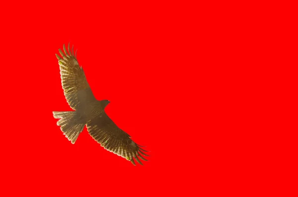空に鷲が舞い上がる自由と力の象徴 日本製の鷲の写真 と赤の背景 自由と力の象徴 プレデター — ストック写真