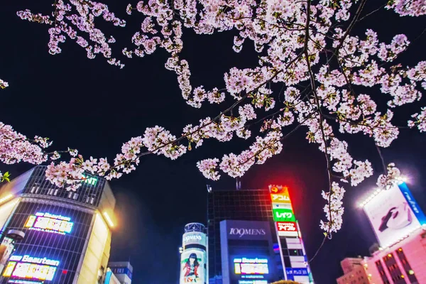 東京では青い時間帯 薄明かり に薄紫色の桜が咲きます 明るいネオン広告のスカイスクレーパー 渋谷で3月末 日本の休日の素晴らしい景色 Hanami — ストック写真