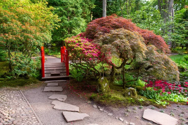Вражаючий Вигляд Японським Кленом Червоним Декоративним Мостом Япанського Саду Гаазі — стокове фото