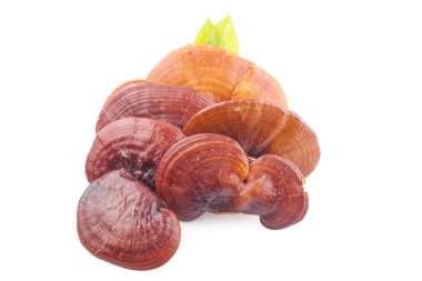 Lingzhi beyaz arkaplanda izole edildi