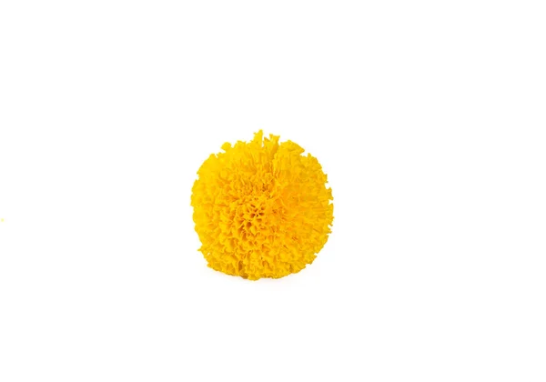 Marigold Izolované Bílém Pozadí — Stock fotografie