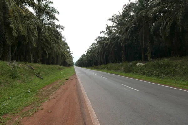 Palmiye yağı çiftliğiyle çevrili boş bir yol perspektifi.