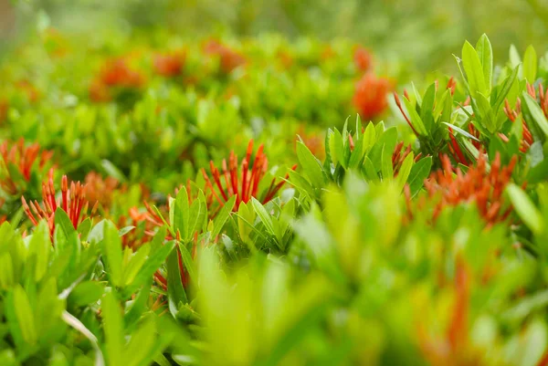 Selective Focus Ixora Coccinea Flower Garden — 스톡 사진