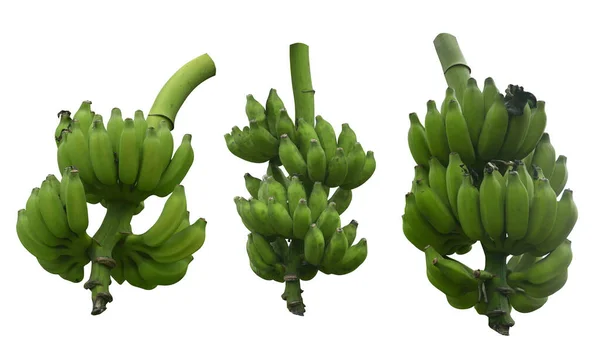 Variety Bunch Green Bananas Isolated White Background — Stockfoto