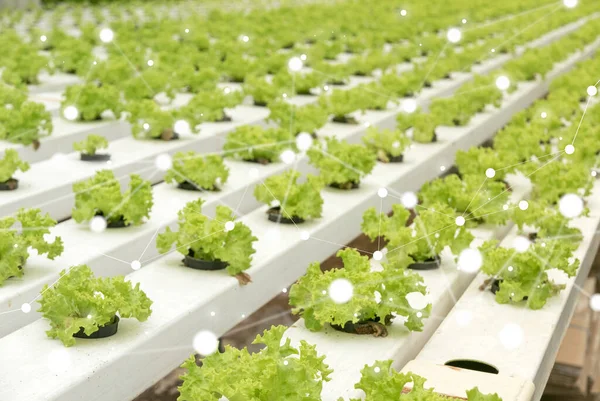 Smart agriculture concept involve of artificial intelligence network, neural network technology, machine and deep learning applied into the smart farm.