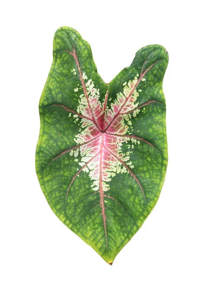 Caladium Izolált Fehér Alapon — Stock Fotó