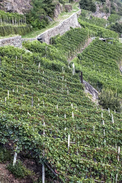 Alpine vineyards — Stock Photo, Image