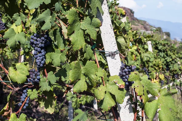 Alpine vineyards — Stock Photo, Image