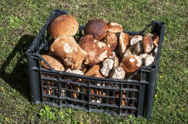 Porcini: Boletus mantarı mantar