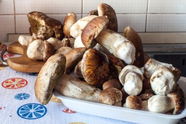Porcini: Boletus mantarı mantar