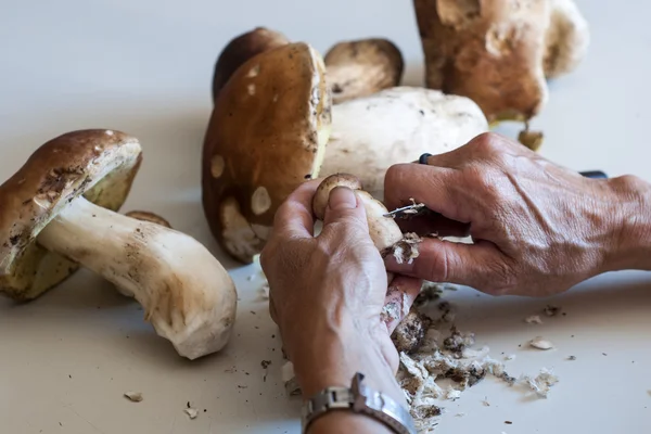 Porcini: Boletus mantarı mantar