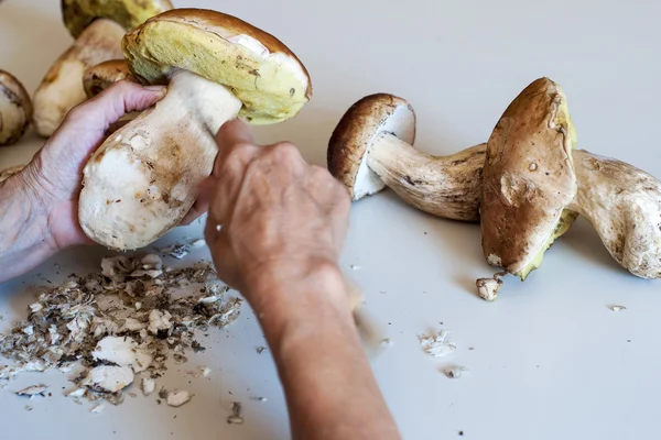 Porcini: Boletus mantarı mantar