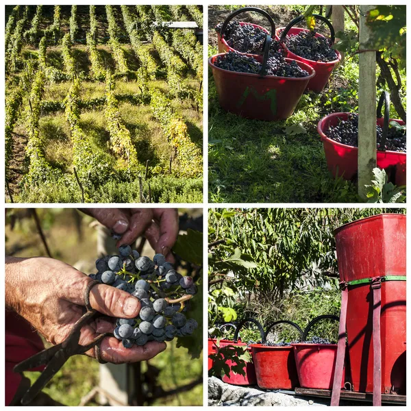 Урожай в альпийских виноградниках — стоковое фото