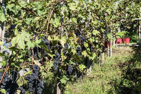 Harvest in alpines vineyards — Stock Photo, Image