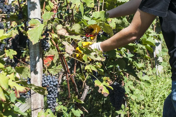 Harvest in alpines vineyards — Stock Photo, Image