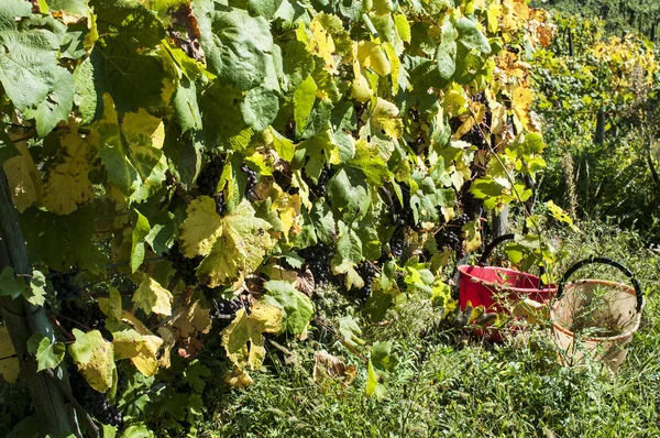 Harvest in alpines vineyards — Stock Photo, Image