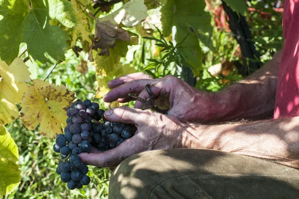 Harvest in alpines vineyards — Stock Photo, Image