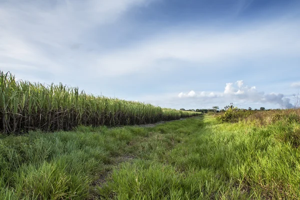 Plantación de caña de azúcar — Foto de Stock