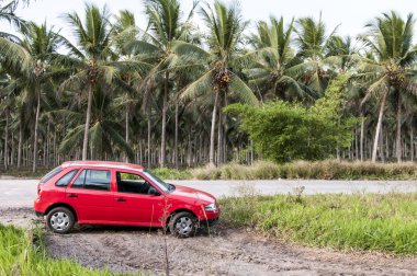 Hindistan cevizi büyük çiftlik